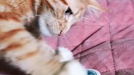  ERYK (e-ryś) #cat #mainecoon #catlover #catvideos #koty #kotki #śmieszne