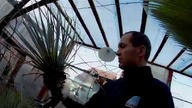 Odc 595-R I P Yucca rigida,została jedna rigida i jedna rostrata.  Nie ma wchodzenia ja tu sprzątam.