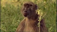 Karakal smak wolności film Dokumentalny Lektor PL