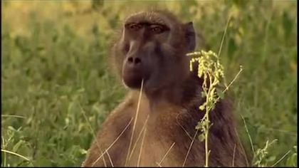 Karakal smak wolności film Dokumentalny Lektor PL