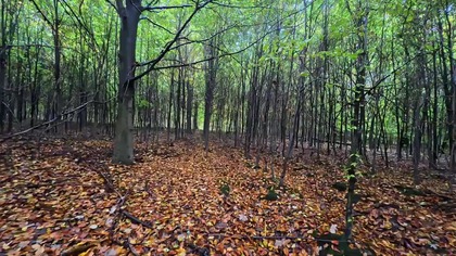 Bytom-Miechowice LAS, Polska