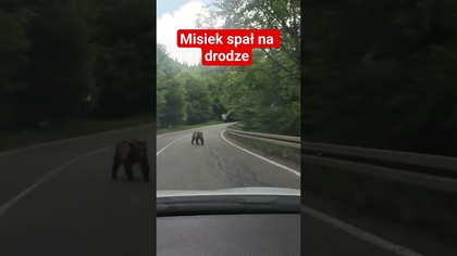 Misiek spał na drodze.  #travelvlog #autostop #podróże #travel #bear #urs #romania #viral