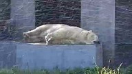 Polar bear chilling at Warsaw zoo