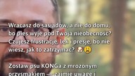 Jak zminimalizować stres psa podczas samotności?  
#Psy #SamotnośćPsów #ZabawaDlaPsów