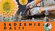 SADZENIE DALII Jak i kiedy sadzić dalie? Uprawa dalii w ogrodzie