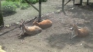 Opolskie ZOO
