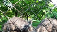 Emu walking, foraging and drumming 
