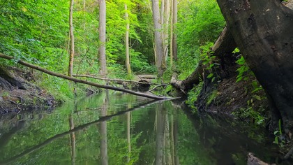 Spokój w siedlisku bobrów dźwięki lasu i intensywny śpiew ptaków 4K