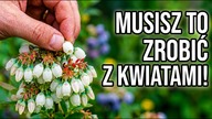 Co za dużo to niezdrowo? Musisz to zrobić z kwiatami borówki.