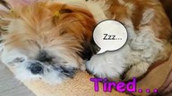 Cutest Puppies Video - soccer, tired,sleeping - Puppyhood