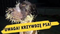 UWAGA! KRZYWDZĘ PSA! *clickbait