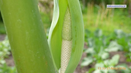 138 Alokazja, alocasia x calidora, uszy słonia.  Cz. 3 Kwiat :)