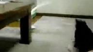 Walka kot vs papuga