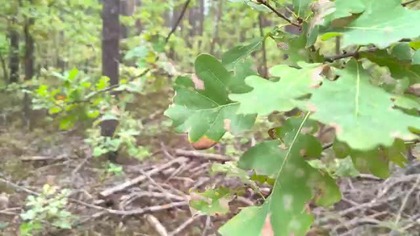 forest