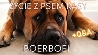 Dzień z ORIM.  Życie z psem rasy BOERBOEL (mastif afrykański).  Q&A