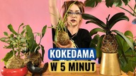 Kokedama  Unikalna i Oryginalna Dekoracja Twojego Wnętrza!
