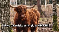 Szarańcza czy krowy? Vlog z farmy #51