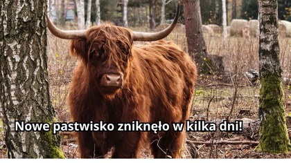 Szarańcza czy krowy? Vlog z farmy #51