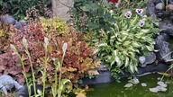 Oczko wodne w Garden kuRaż #dźwięki natury