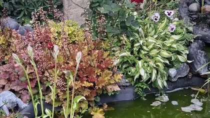 Oczko wodne w Garden kuRaż #dźwięki natury