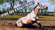 [Choroby koni] RYBIE OKO A BIAŁE ŹREBIĘ