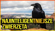 10 NAJINTELIGENTNIEJSZYCH ZWIERZĄT
