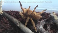 Feeding adult females Ceratogyrus marshalli and Pterinochilus murinus