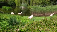 Flamingi/Czerwonaki Chilijskie
