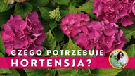 HORTENSJE w donicach  Jak uprawiać hortensje na balkonie, tarasie