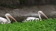 Pelikany różowe (Pelecanus onocrotalus)