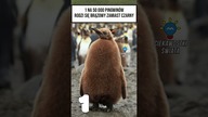3 CIEKAWOSTKI O KTÓRYCH MOGŁEŚ NIE MIEĆ POJĘCIA CZ. 6
