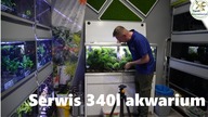 Masson przycinka w akwarium