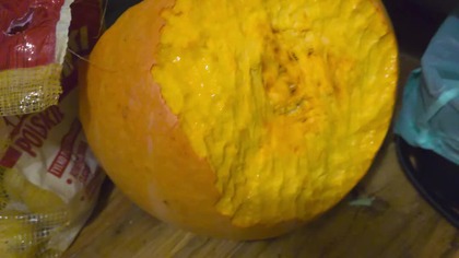 Zostawiłem królika z dynią zjadł PRAWIE CAŁĄ 