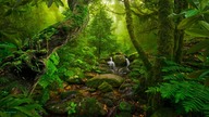 Nature Sounds #1