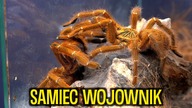 BULBUSY NAŁADOWANE! Kopulacja P.  murinus usambara
