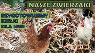  KARMIENIE KUR KIEŁKAMI PSZENICZNYMI.  POPRAWA NIEŚNOŚCI NIOSEK.