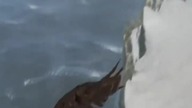 Assassins Creed Rogue #shorts #short #shortvideo