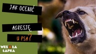Jak ocenić agresję u psa