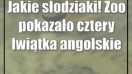 Jakie słodziaki! Zoo pokazało cztery lwiątka angolskie