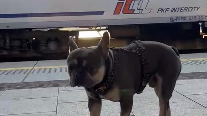 Secik podr&oacute;żnik :