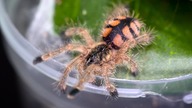 Nowe pojemniki dla Avicularia minatrix, oraz karmienie skakunów!