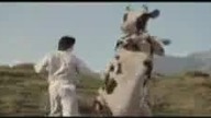 Matrix cow