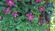 Clematis Polonez #clematis