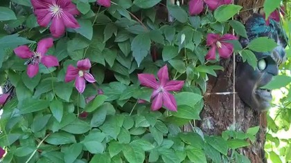 Clematis Polonez #clematis