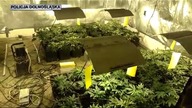 Zlikwidowana plantacja 130 krzewów 5 kg gotowego suszu