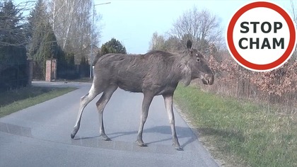 Spotkanie z łosiem w miejscowości Prawiedniki #2218 Wasze Filmy