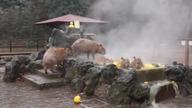 Enjoy Life - Capybara