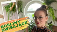 ZIELONE FIRANKI - zwisające domowe ROŚLINY doniczkowe 