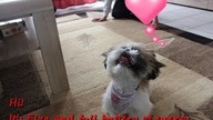 My Cute Puppy Video - Always Fun - Puppyhood
