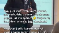 Pomóż swojemu psu w radzeniu sobie z lękiem!  #Psy #LękSeparacyjny #JakPomócPsu